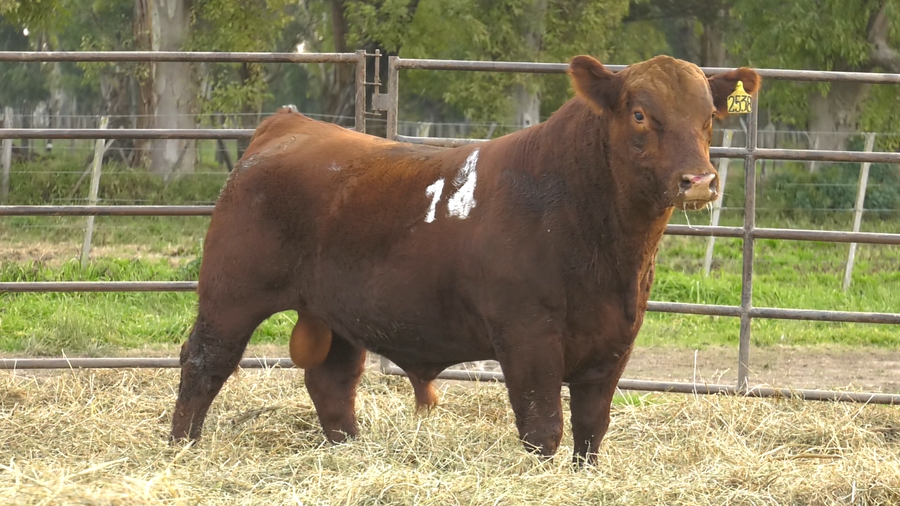 Lote TOROS ANGUS COLORADOS  PC