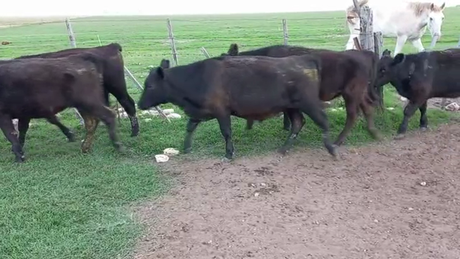 Lote 26 Terneros en Buenos Aires, Daireaux