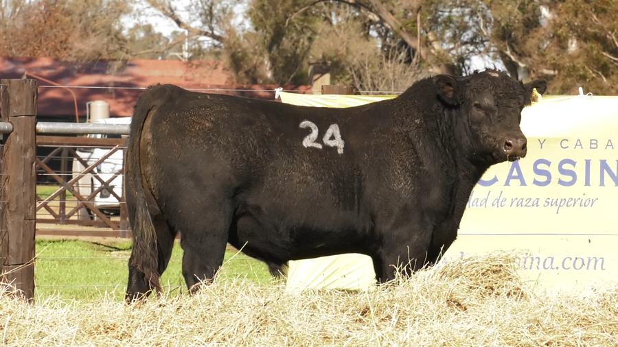 Lote TOROS ANGUS PURO CONTROLADO