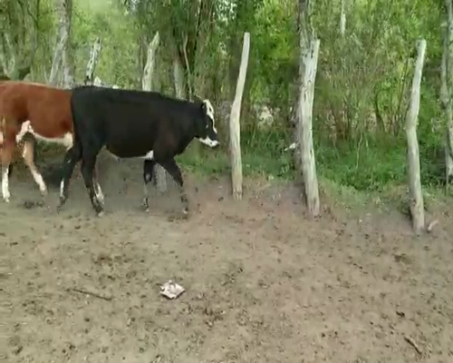 Lote 70 Terneros en Villaguay, Entre Ríos