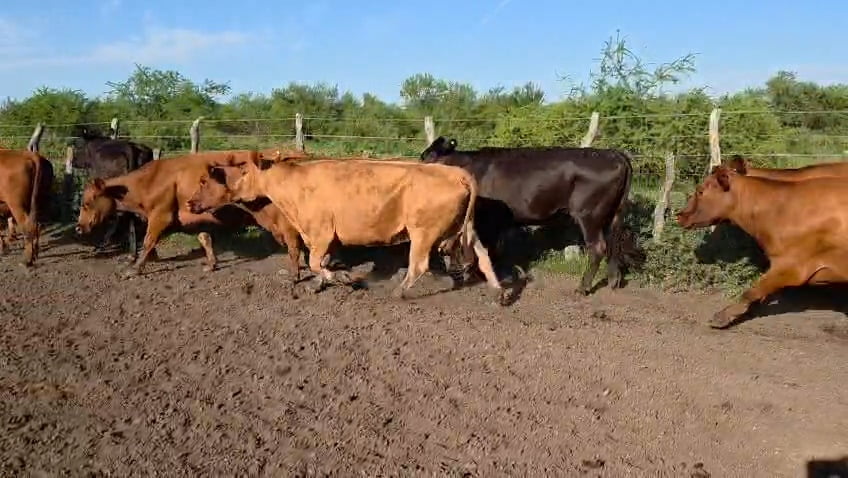Lote 32 Vacas de invernar en Corrientes, Curuzu Cuatia