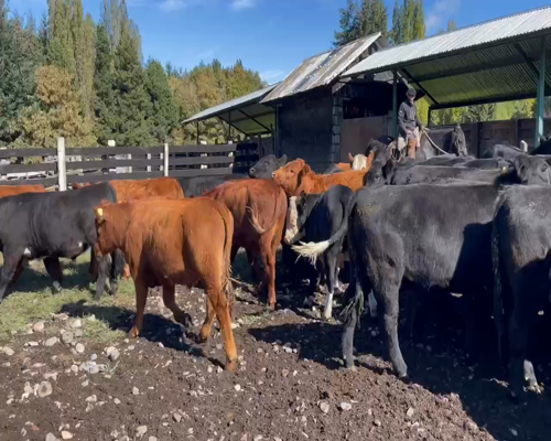 Lote 54 Novillo Engorda en Coyhaique, XI Región Aysén