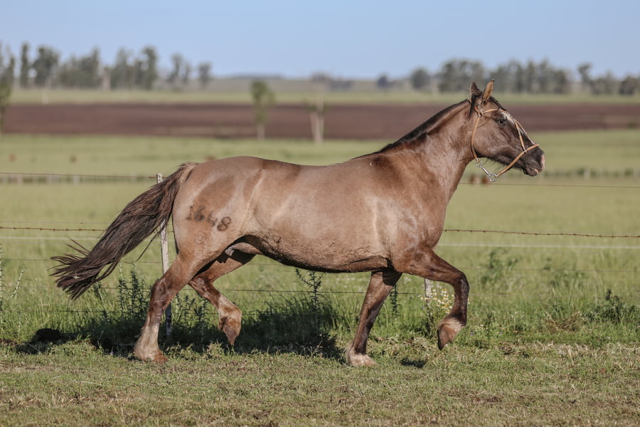 Lote DEL SILENCIO QUININA