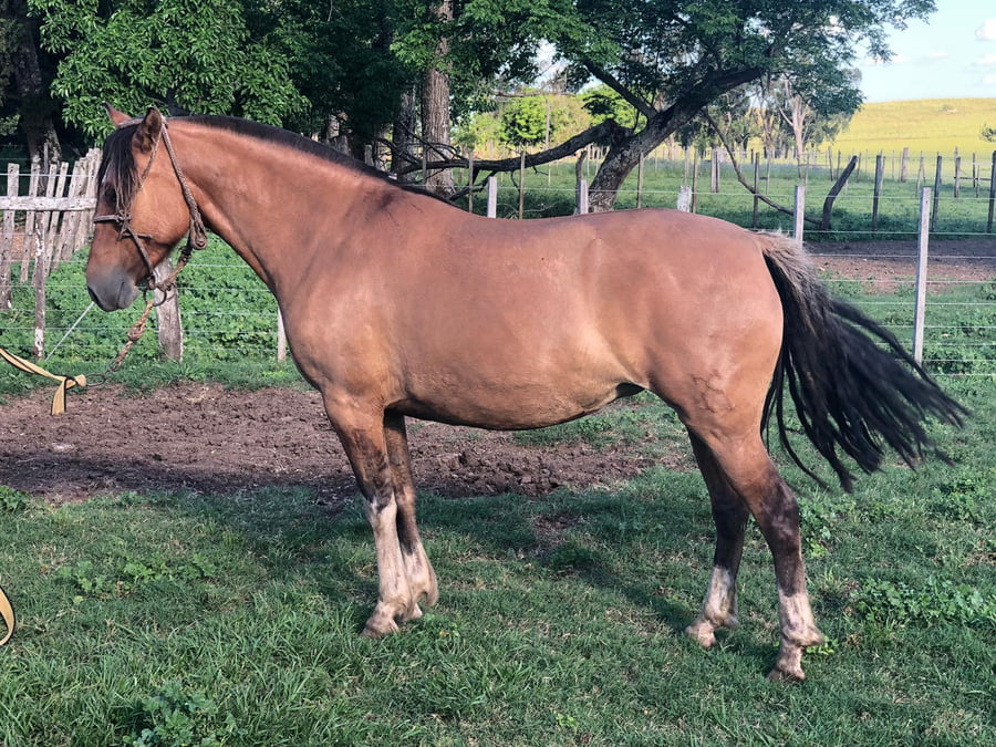 Lote DEL SILENCIO 2088