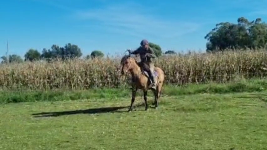 Lote Yegua a remate en Pantalla Camy, San José