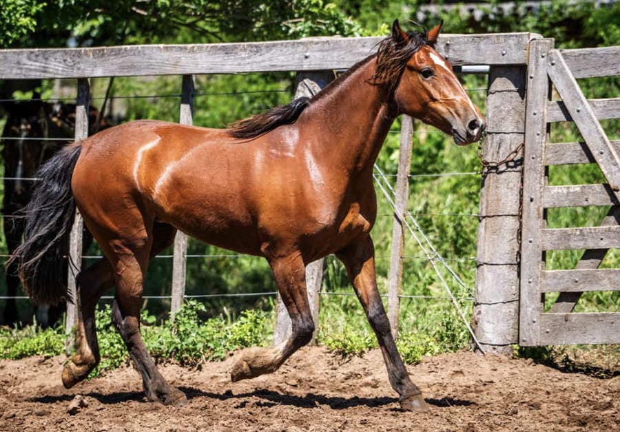 Lote TAÑIDO ESPADAÑA