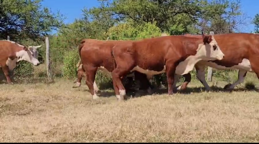 Lote 41 Vacas nuevas C/ gtia de preñez en Corrientes, Curuzú-Cuatiá