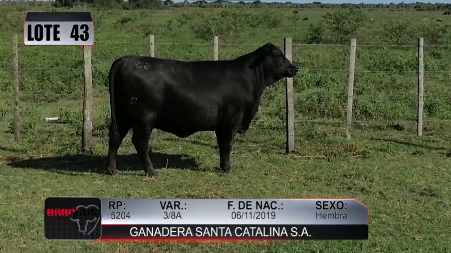 Lote Nacional de Otoño Brangus Campo - Lote 43