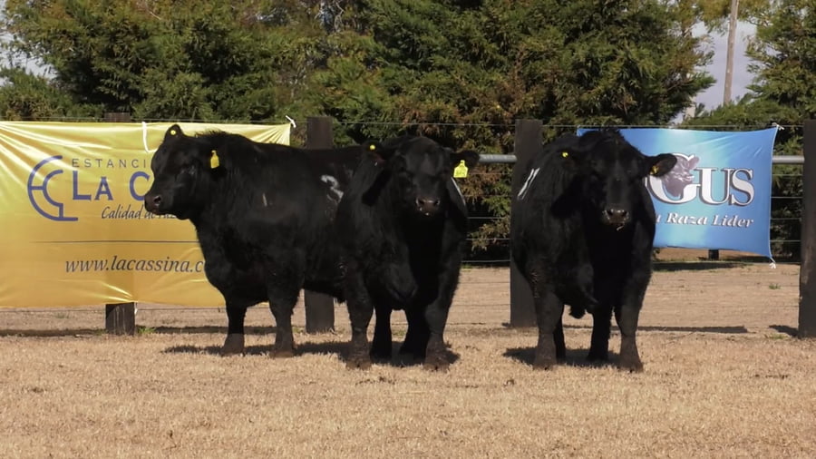 Lote TOROS ANGUS PUROS CONTROLADOS