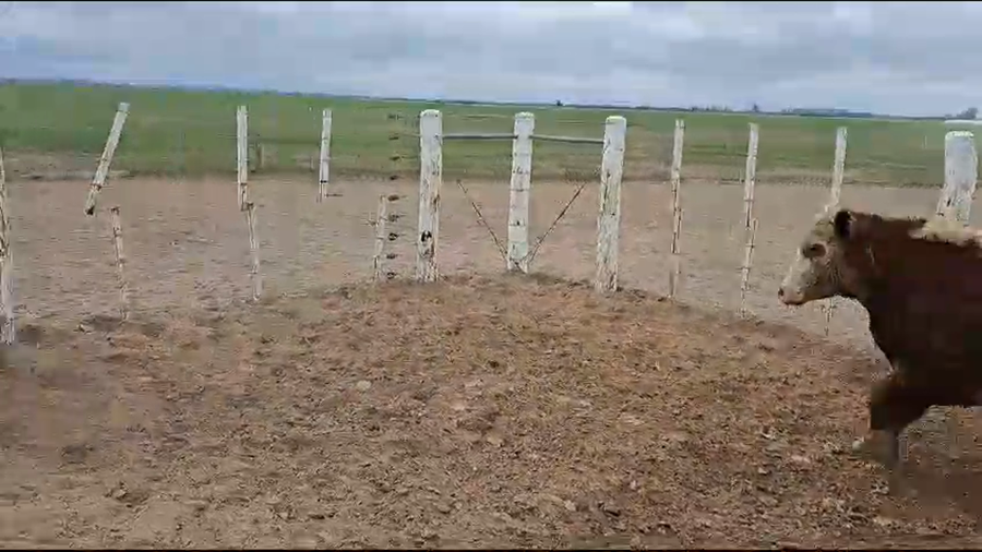 Lote 90 Novillos Braford y cruzas británicas en Cayastá, Santa Fe