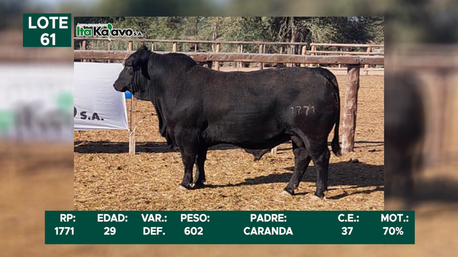 Lote LOTE 61