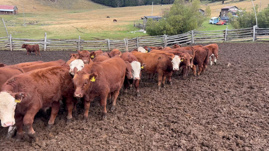 Lote 44 Ternero en Coyhaique, XI Región Aysén