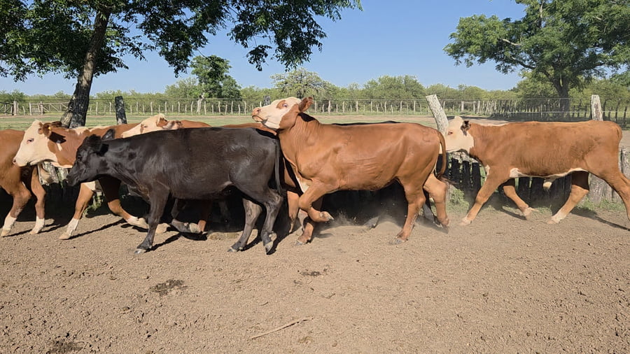 Lote 65 Novillos en Corrientes, Curuzu Cuatia