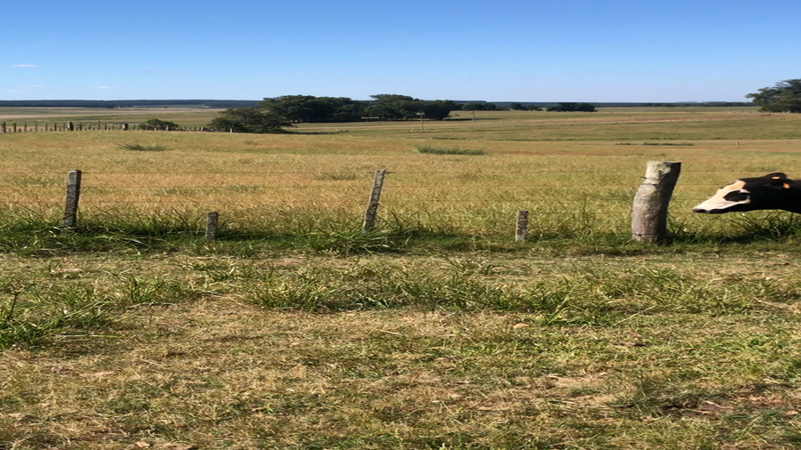 Lote 9 Novillos 1 a 2 años