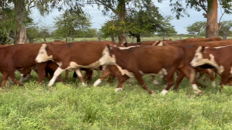 Lote 140 Novillitos en Corrientes, Curuzú-Cuatiá