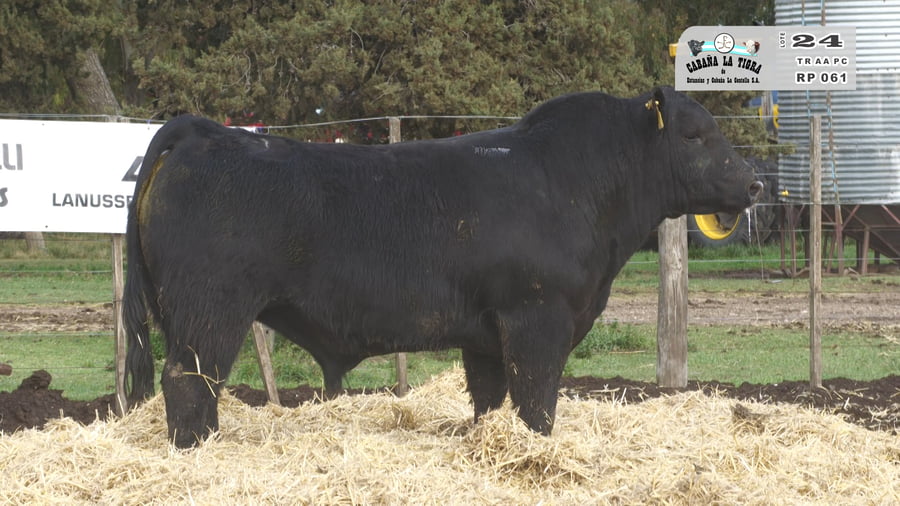 Lote TOROS PUROS CONTROLADOS