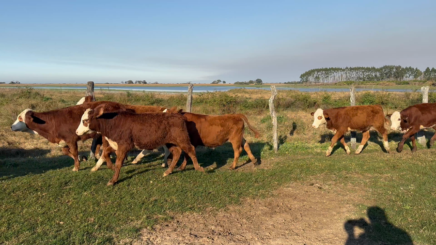 Lote 100 Terneros/as en Corrientes, Bella Vista