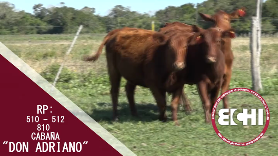 Lote VAQUILLAS PREÑADAS BRANGUS CABAÑA DON ADRIANO