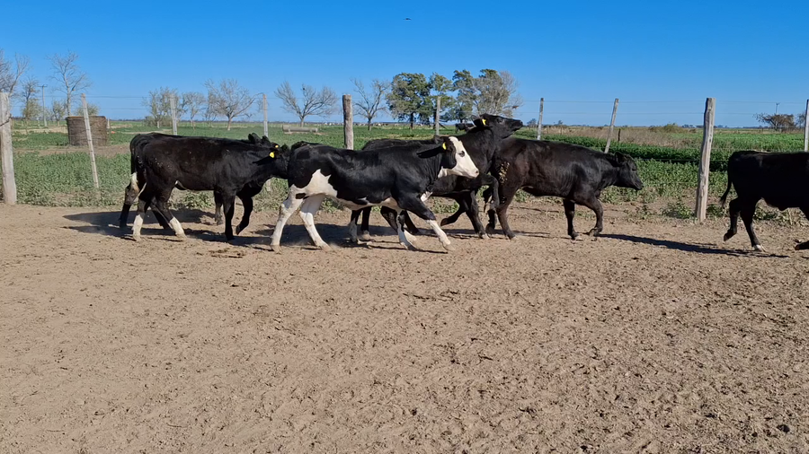 Lote 15 Terneros/as Cruzas en Tacural, Santa Fe