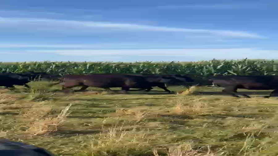 Lote 55 Vaquillonas preñadas en Pehuajó