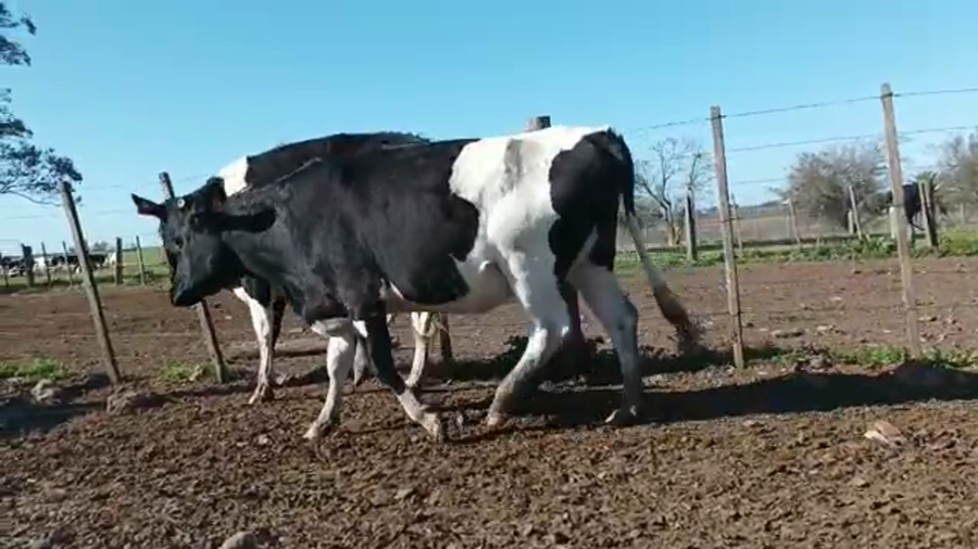Lote (Vendido)2 Vaquillonas 1 a 2 años HOLANDO a remate en 5to remate por pantalla ENTRE MARTILLOS, San José
