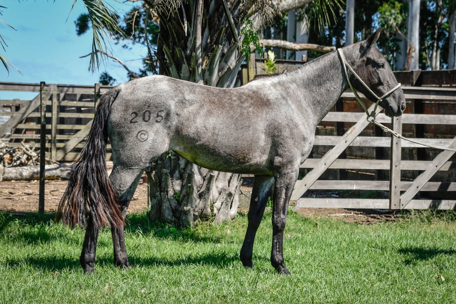 Lote COLOMBIA LA CALAVERA