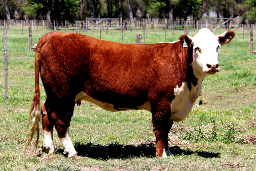 Lote Vaq. PP Preñadas