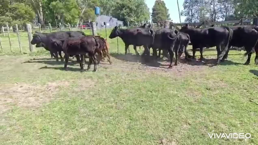 Lote 12 Vacas usadas paridas