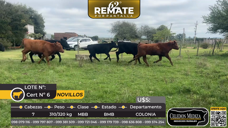 Lote 7 Novillos en Colonia Estrella, a 7 km de Carmelo, Colonia
