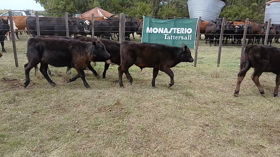 Lote 40 Terneros/as en Benito Juárez
