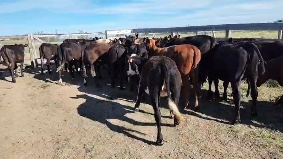 Lote 30 Terneras a remate en Pantalla Camy, San José