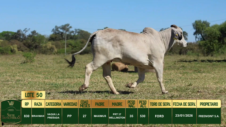 Lote LOTE 50