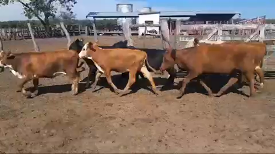 Lote 110 Terneras en San Jaime, Entre Ríos