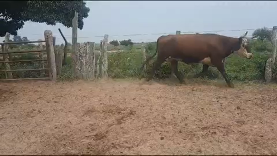 Lote 30 Vacas medio uso C/ gtia de preñez en Goya, Corrientes
