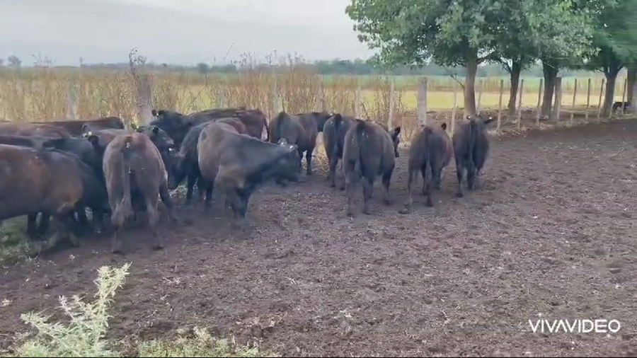Lote 20 Terneros/as en Gral. Paz, Buenos Aires