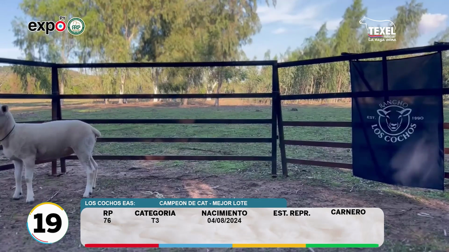 Lote LOTE 19