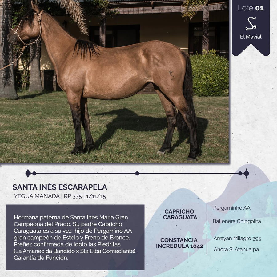 Lote SANTA INES ESCARAPELA