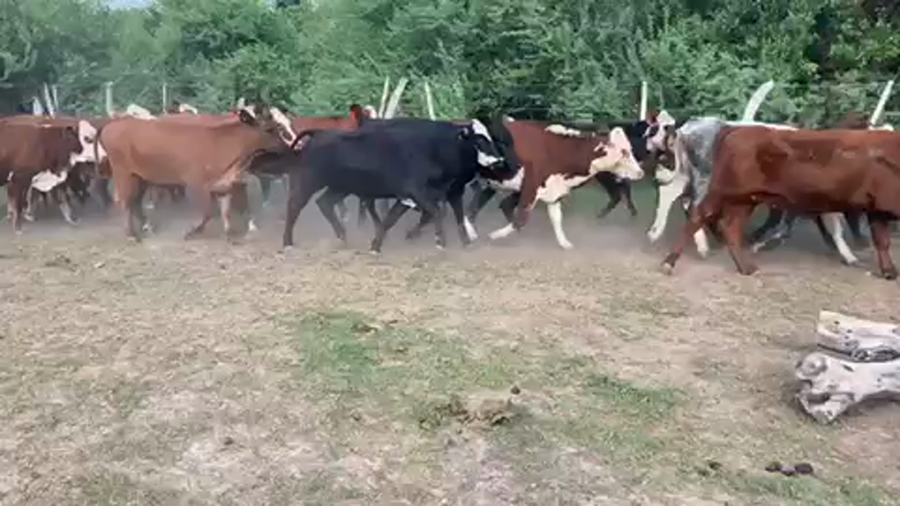 Lote 33 Vaquillonas en Esquina, Corrientes