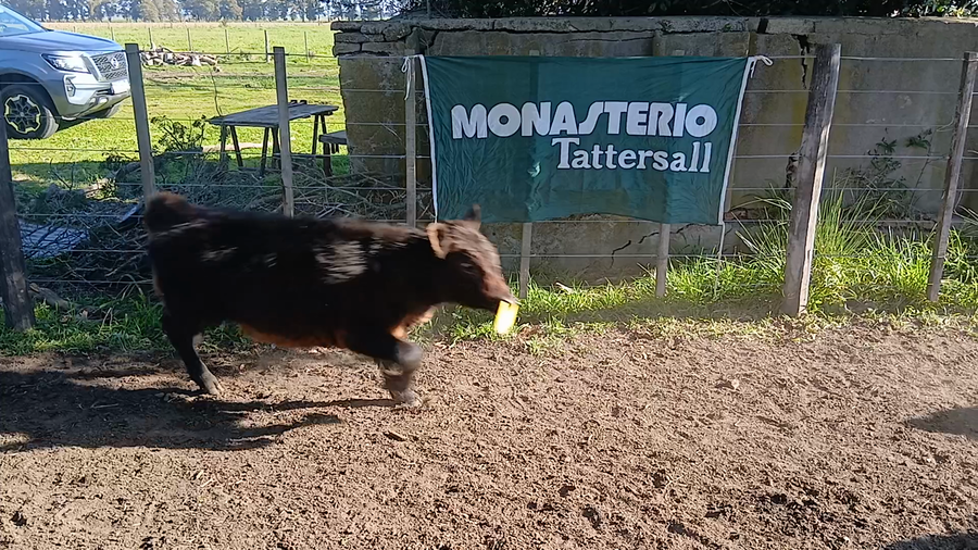 Lote 30 Terneros/as