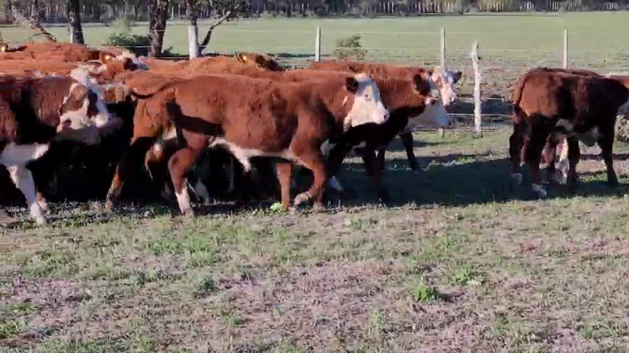 Lote 185 Terneros en Villaguay, Entre Ríos
