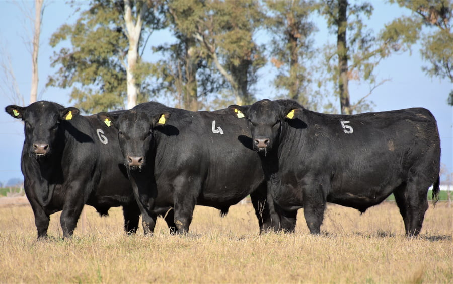 Lote "Cabaña ""Don Felix"" Toros Angus PC"
