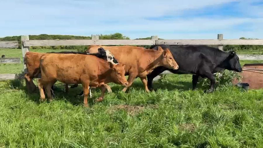 Lote VAQUILLONAS 1 a 2 AÑOS