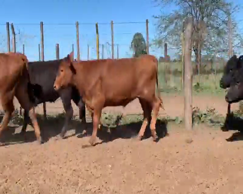 Lote 43 Terneros/as en Bolívar, Buenos Aires