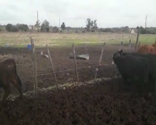 Lote 16 Terneras en Canelones
