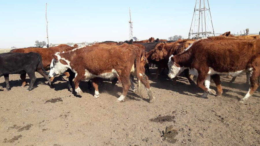 Lote 37 Vacas de invernar en Gral. Lamadrid, Buenos Aires