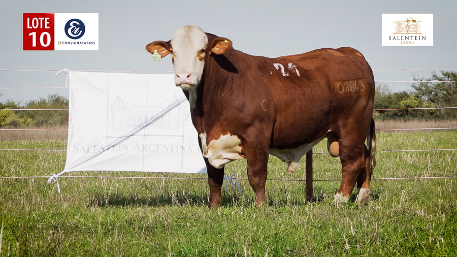 Lote LOTE 10 - TORO BRAFORD NO. 24