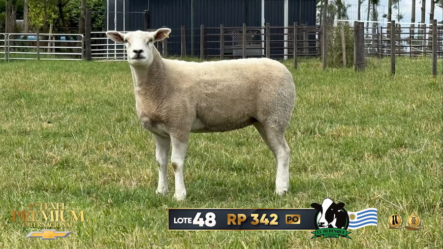 Lote Borregas a remate en 1º Texel Premium Internacional, Canelones