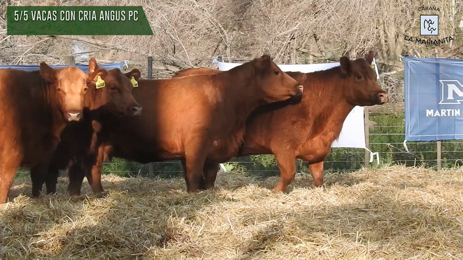 Lote "Cabaña ""La Marianita"" Vacas 1ra paricion otoño pc con servicio"