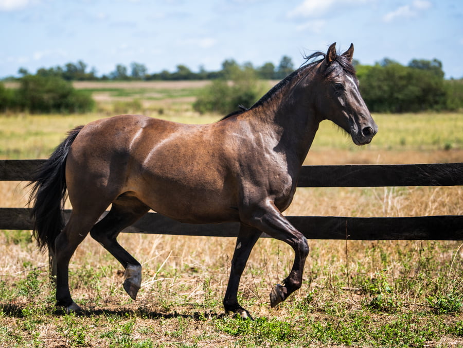 Lote VIRTUD GALLINEADA