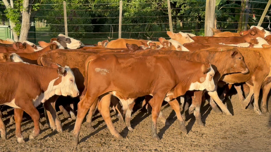 Lote 110 Terneros/as en Chaco, Gral. San Martín